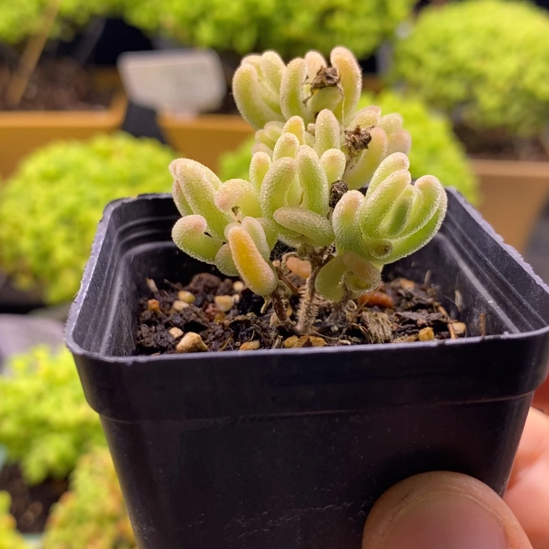 今****呢537橙叶锦。