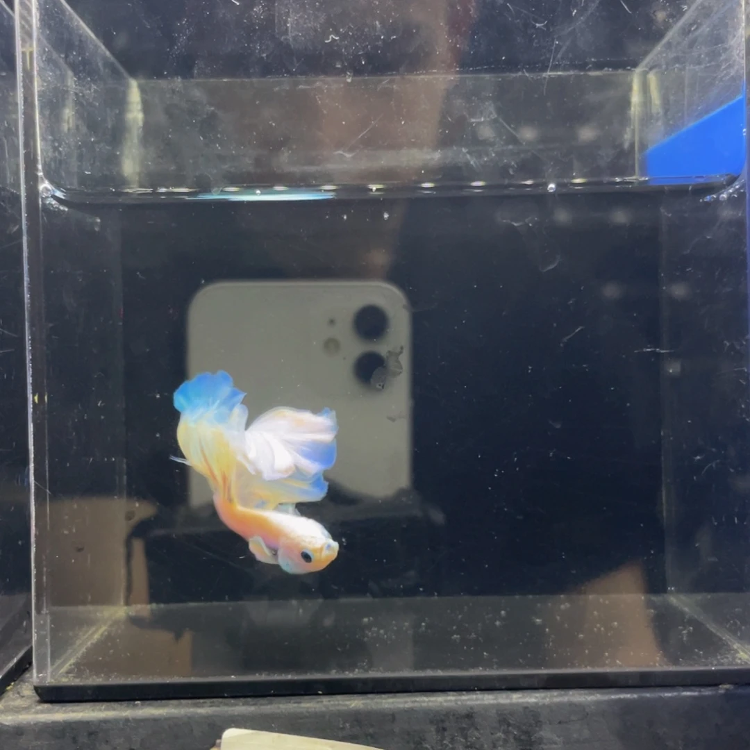 海水鱼Hahahahahah 476