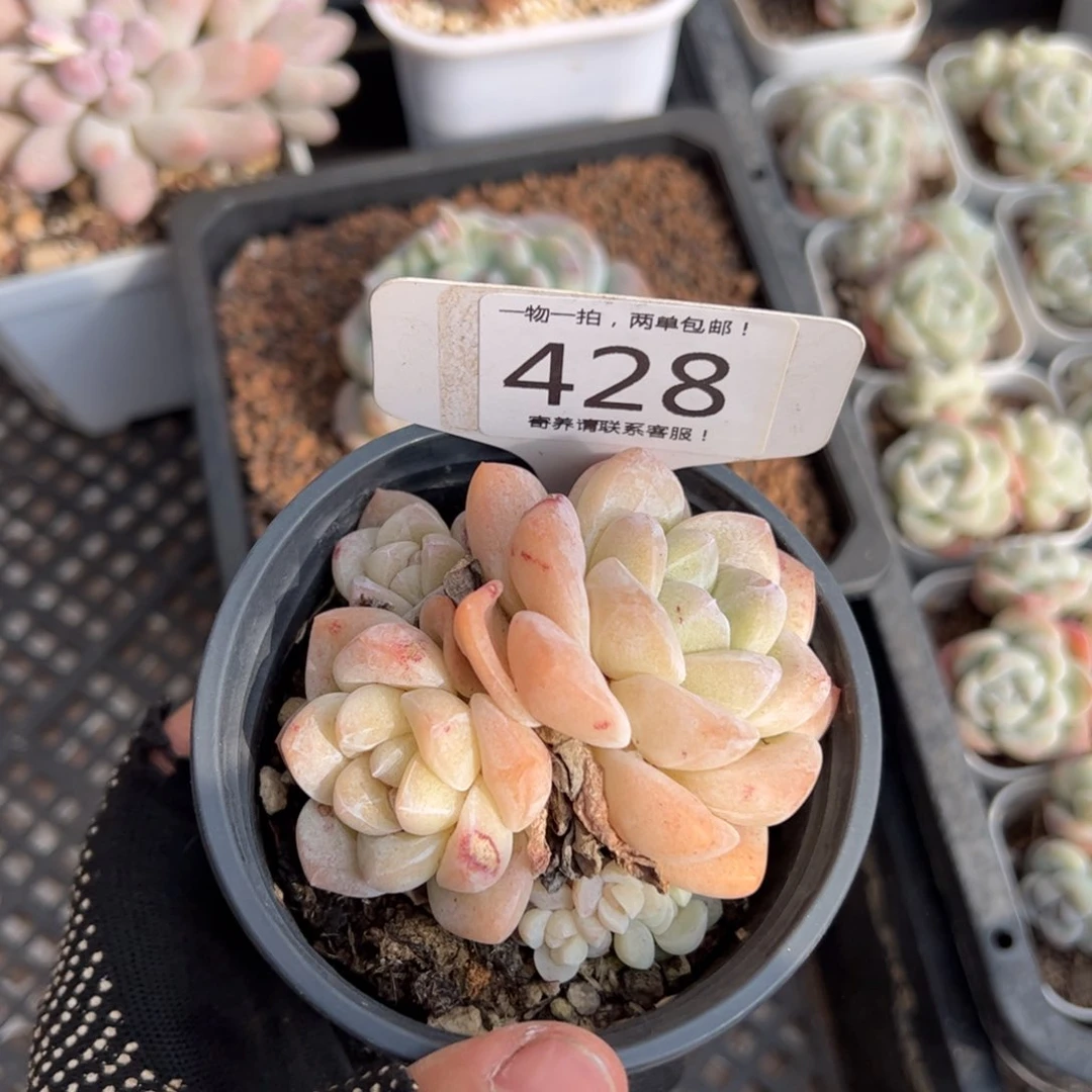 红陶428号多肉植物