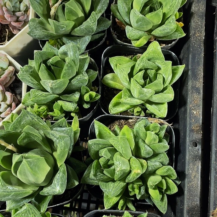 三仙寿带盆土发货