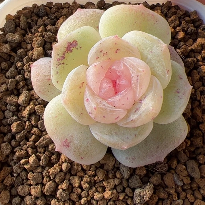 开播福利，一物一拍精品糖心，尺寸不大介意勿拍