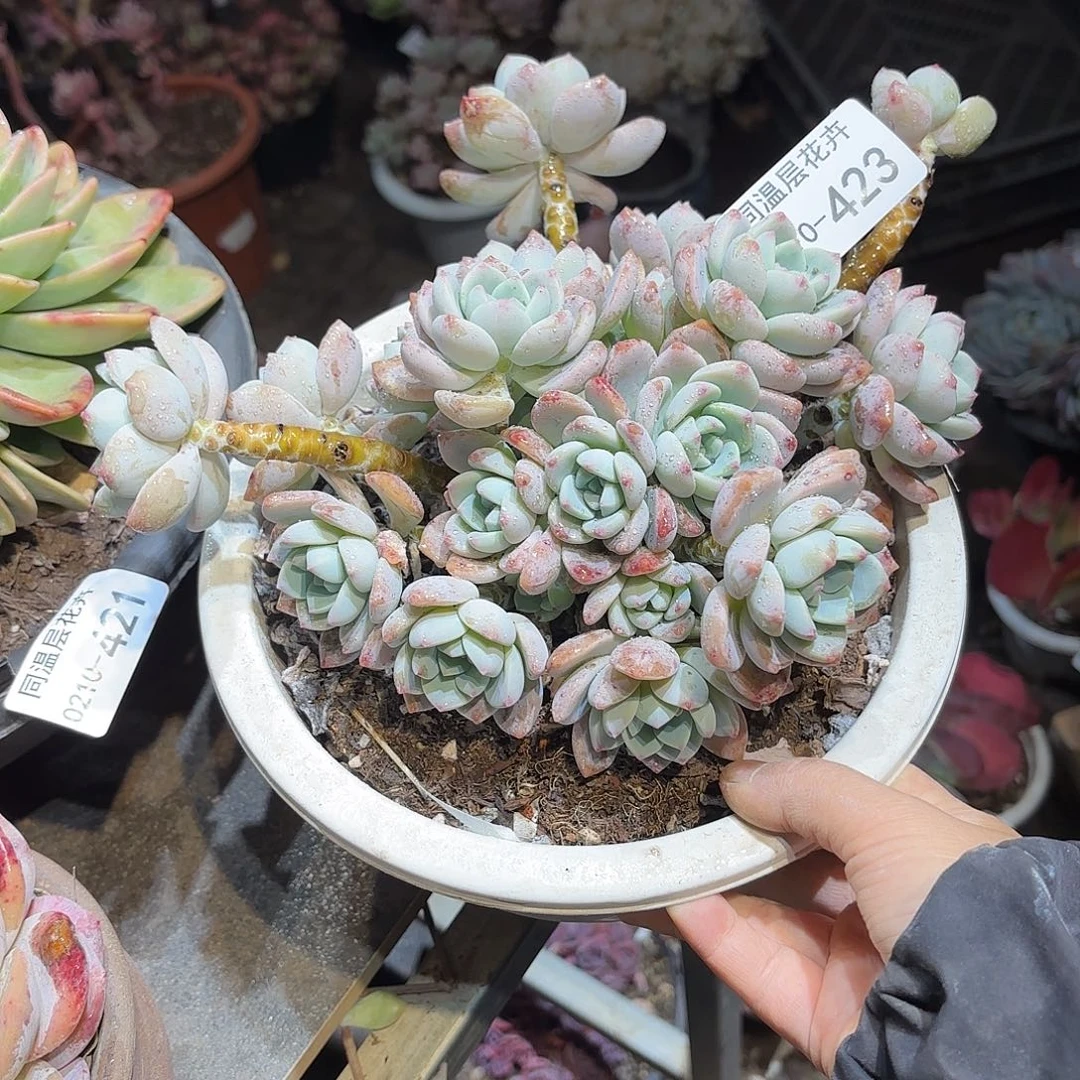 橘*同温层多肉露凝香423