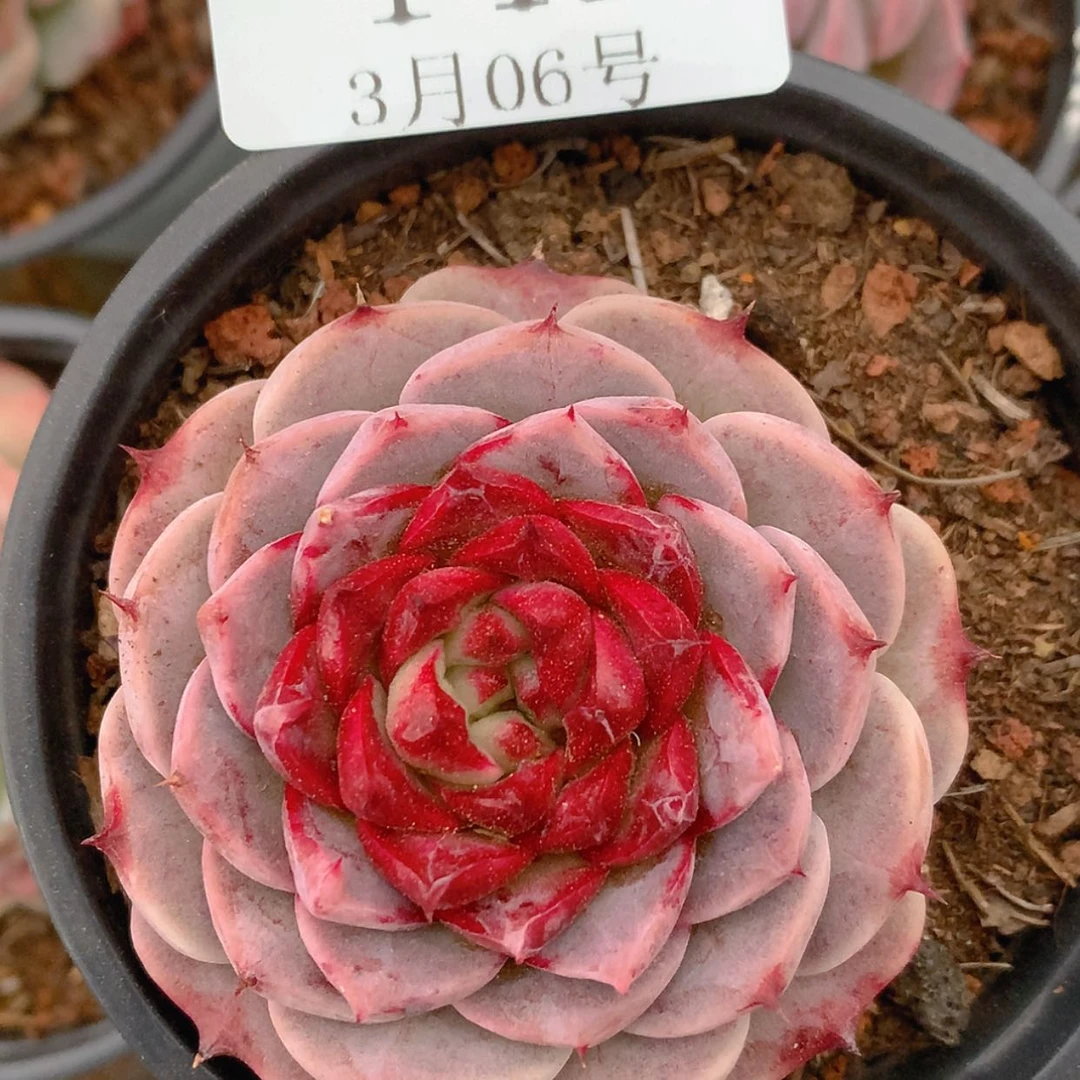 【闪购商品】云149