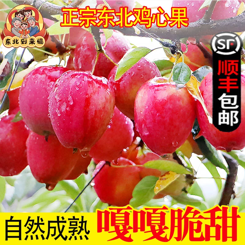 东北鸡心果山地小苹果锦绣海棠果新鲜水果应季现摘现发沙果特产