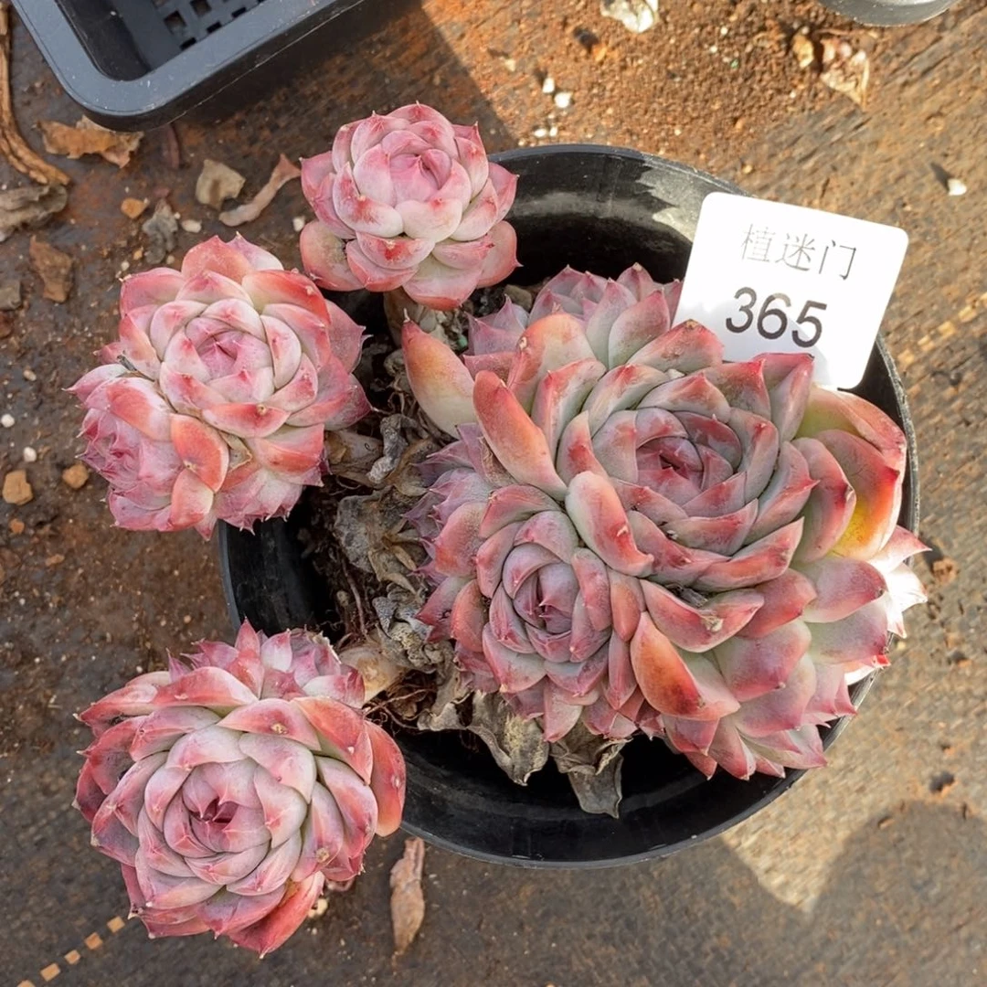 。****！杂交精品多肉365