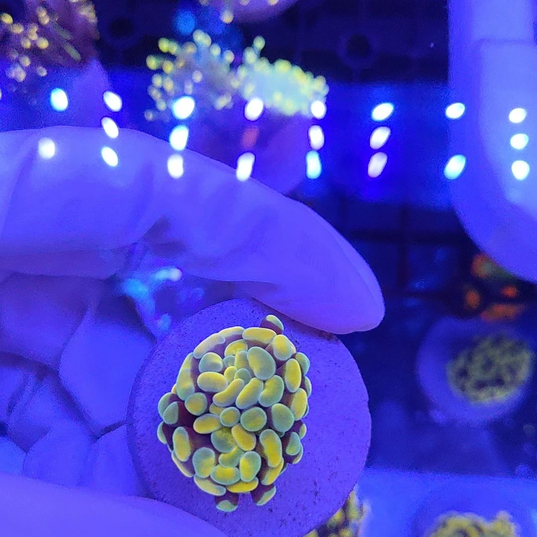 智海海洋珊瑚馆 活体不支持退货