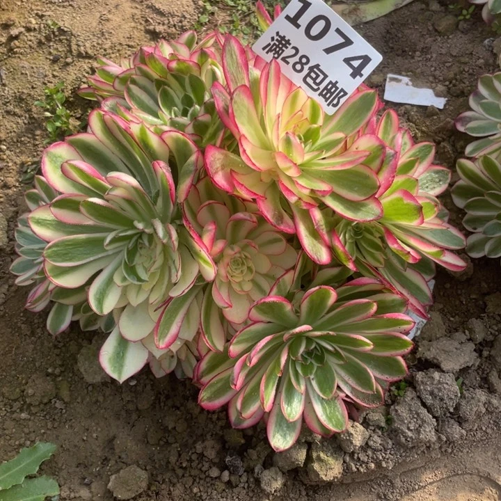 1074三号棚倾城多肉