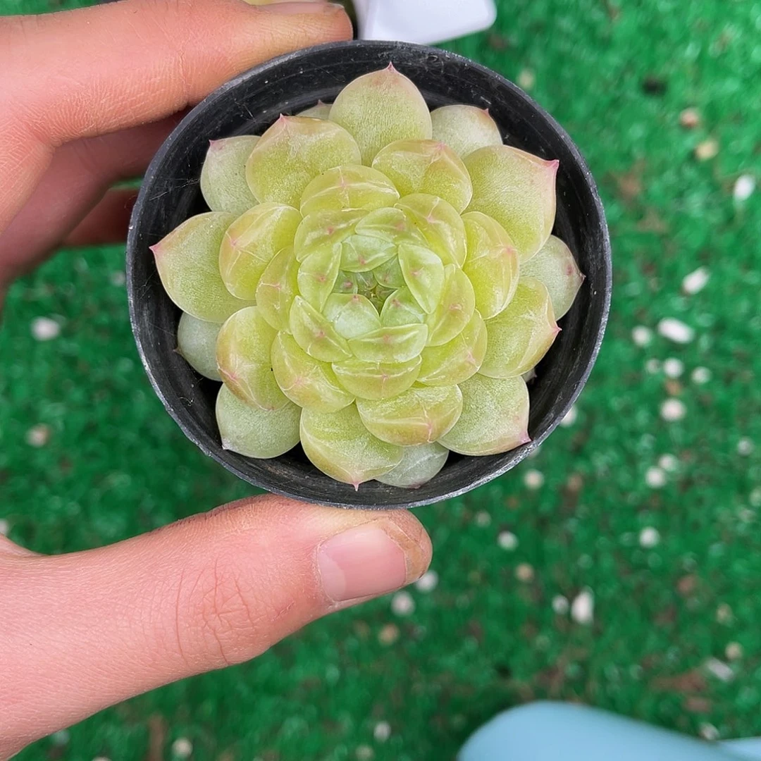 多肉一物一拍30-176