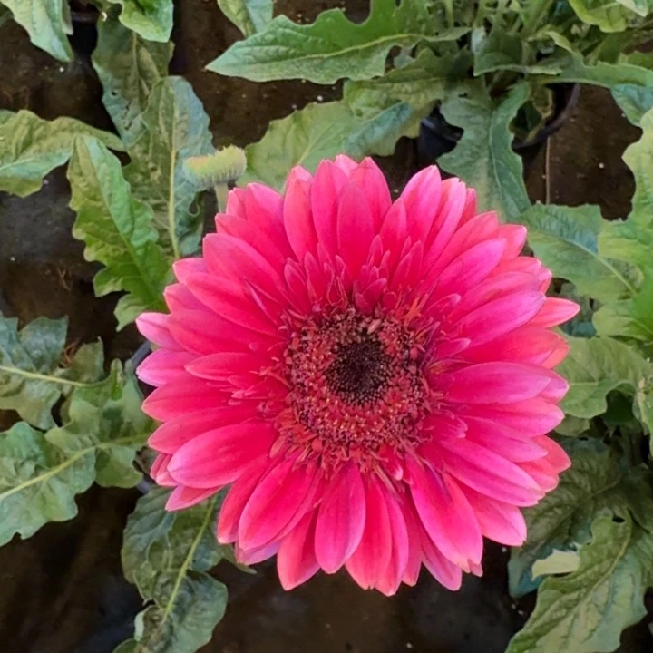 一加仑软盆非洲菊土耳其