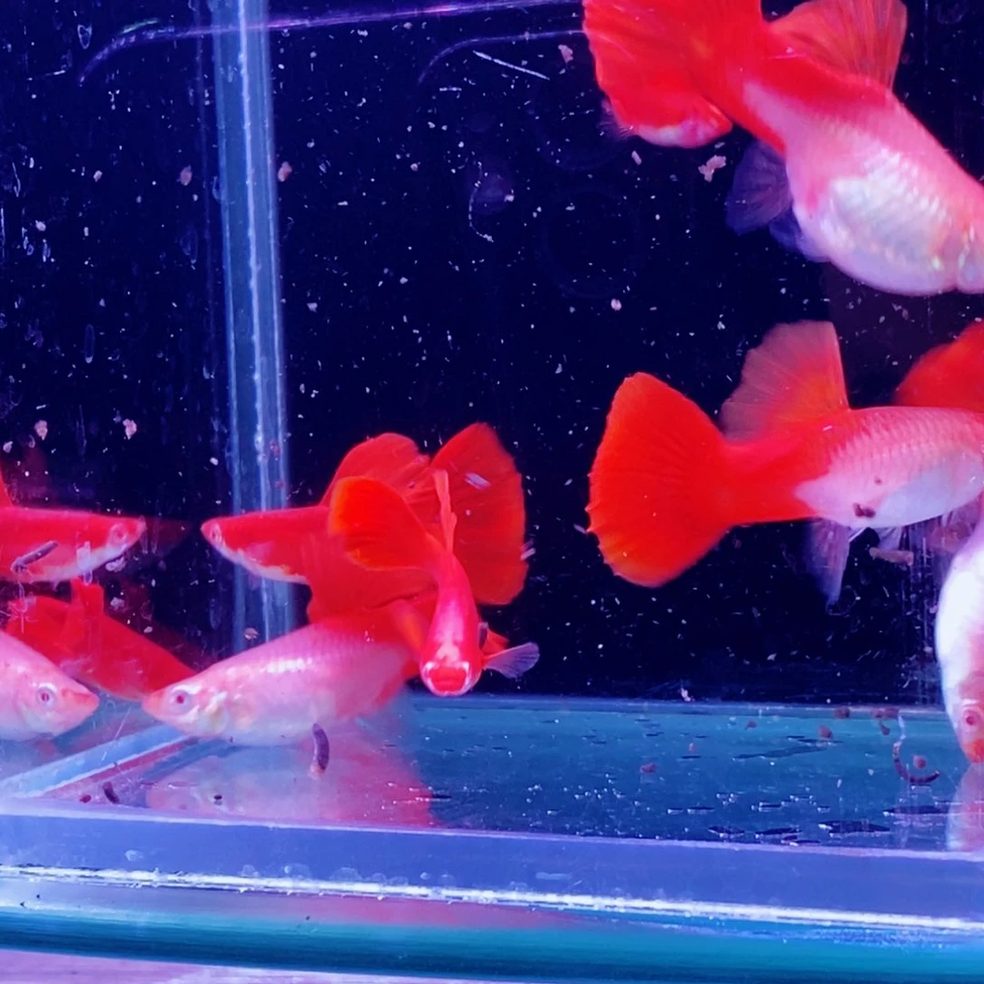 孔雀鱼大背血红4对