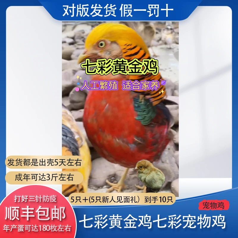 宠物鸡七彩宠物鸡长尾鸡顺丰包邮