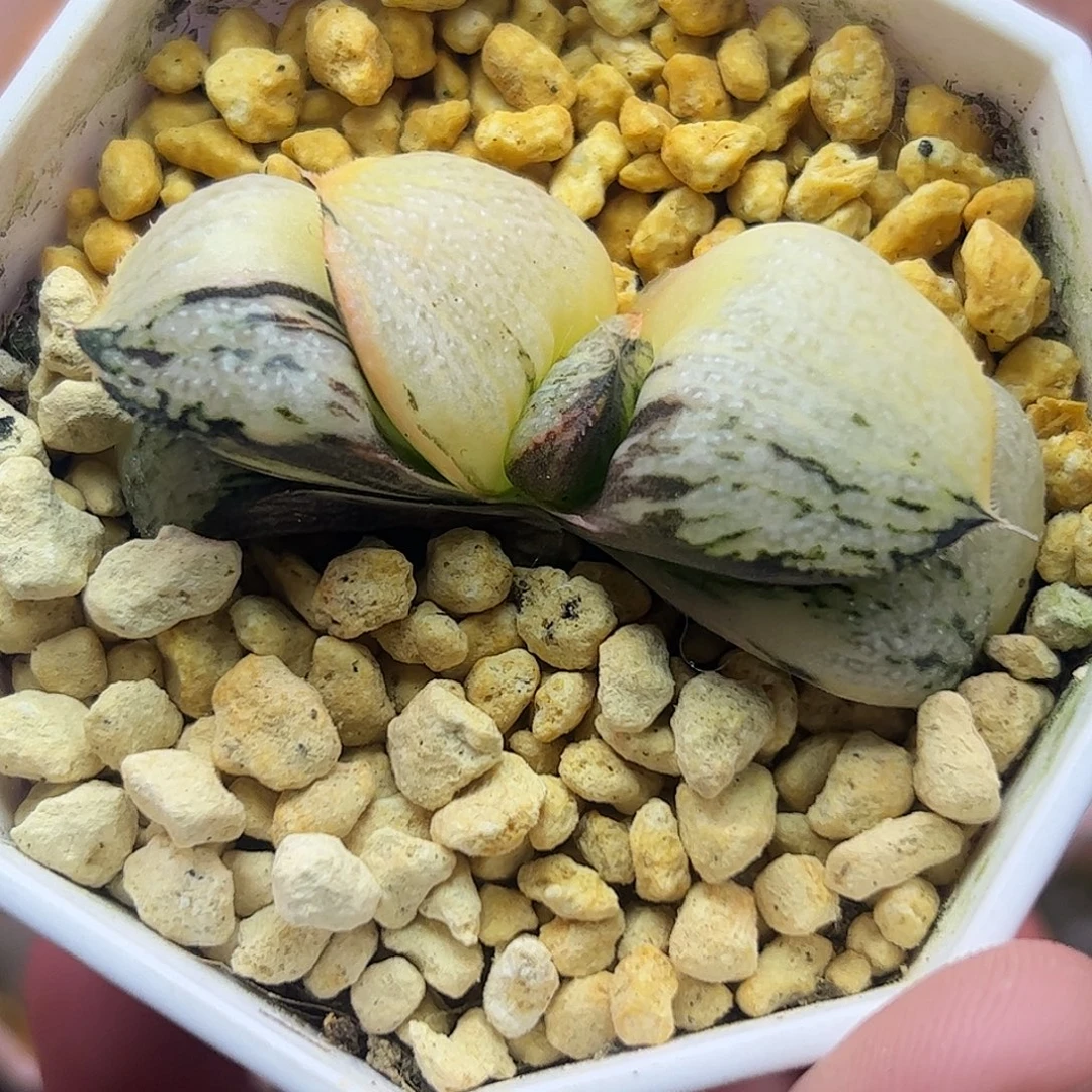 工***室武士红锦十二卷多肉植物