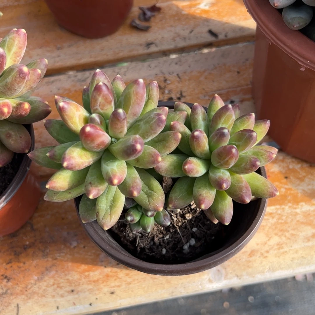 多肉千代田【非偏远地区满18包邮】