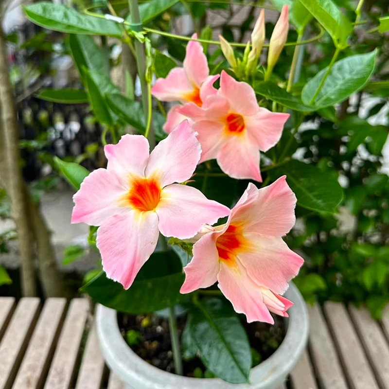 桃色日出杏色飘香藤(新品种 爬藤飘香藤 耐热)庭院阳台开花植物
