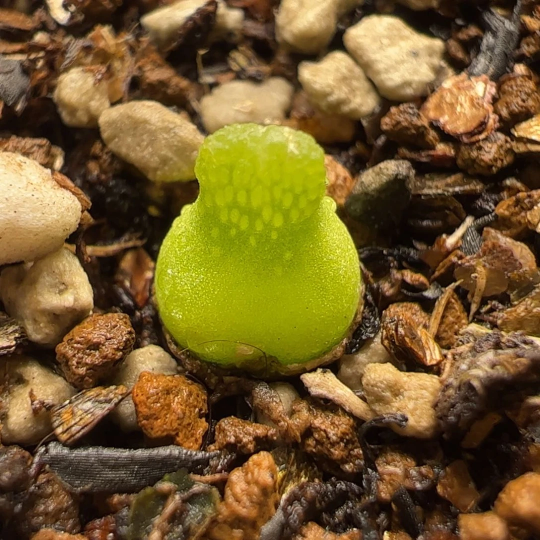 小葫芦母本多肉植物百科