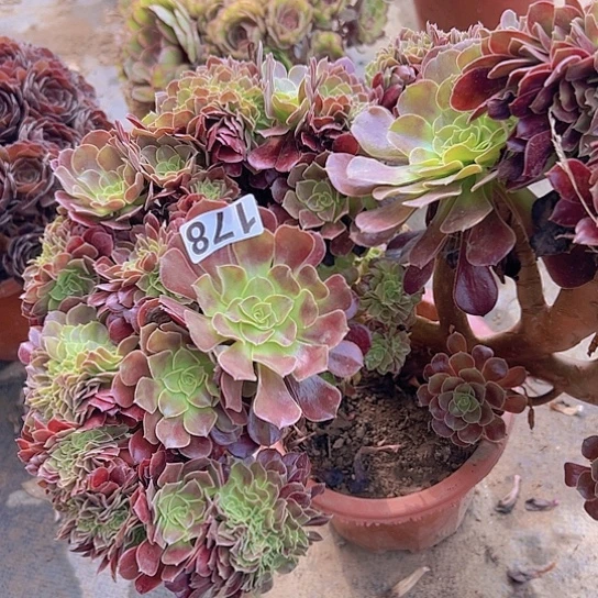 胡***王多肉植物一个欧子