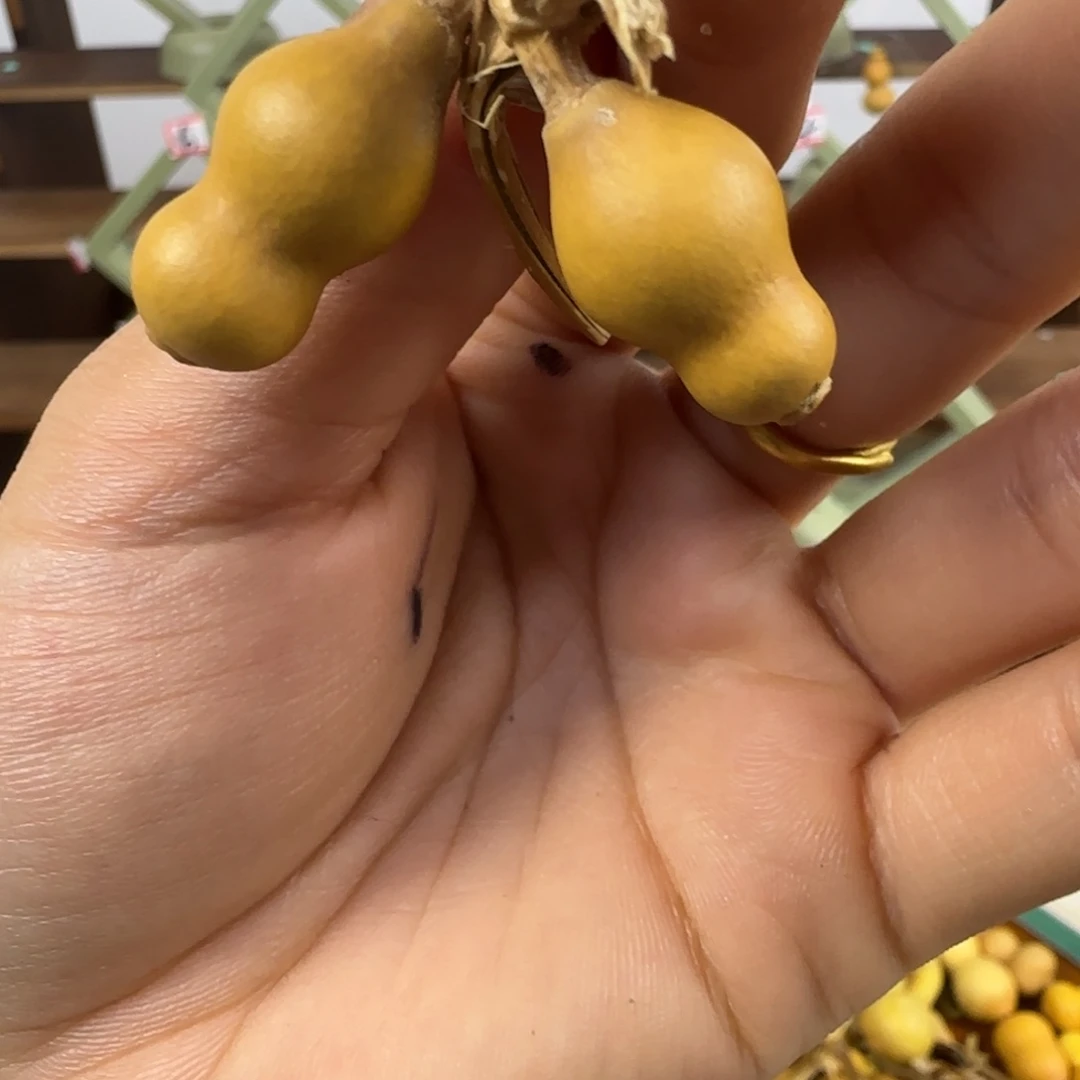 天然草里金小葫芦