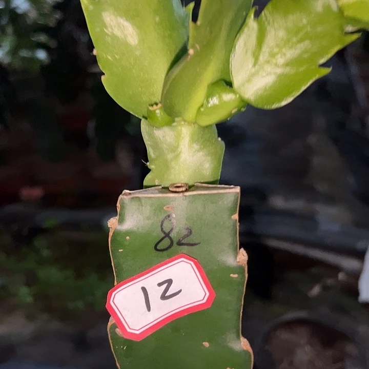 玲***玲，12号带盆082花卉大王
