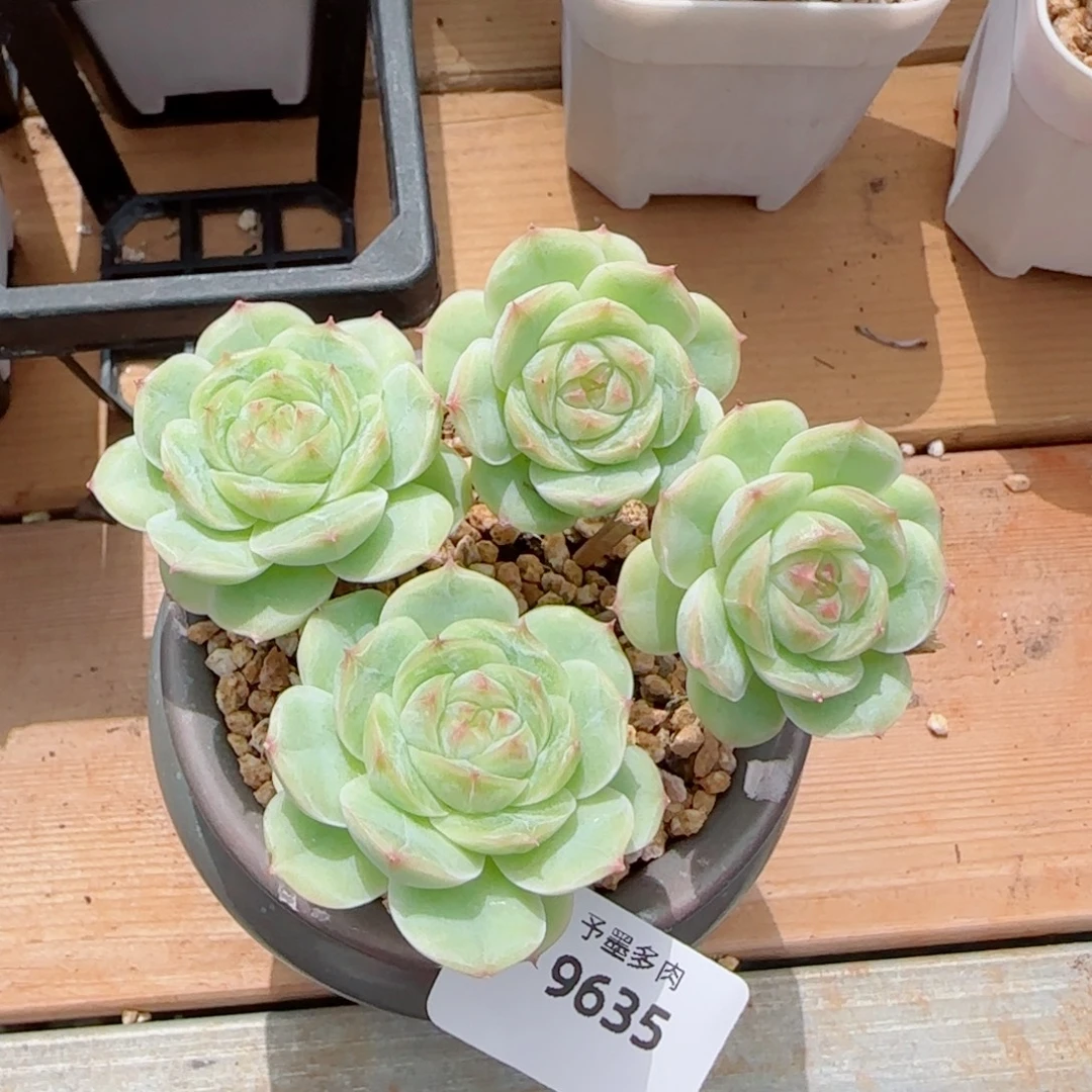 长杆白芷珍妮群，9635多肉植物