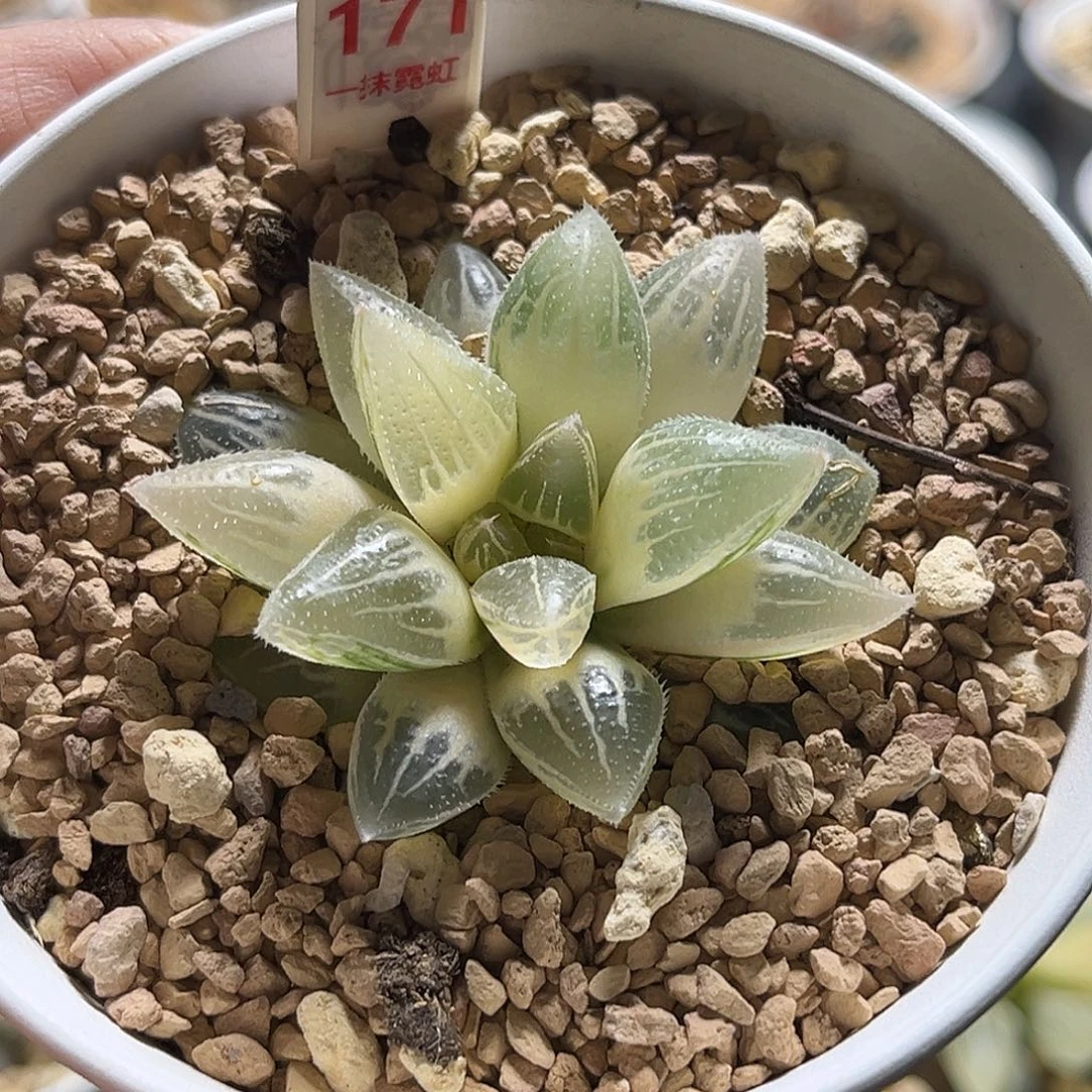 171糊斑冰沙糖寿锦