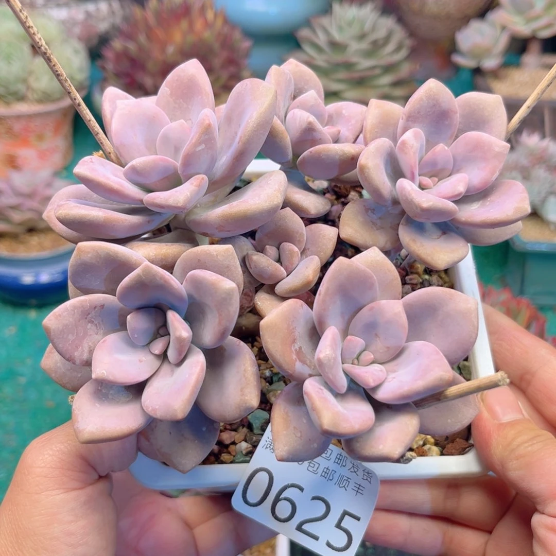 大0625；v xv c b h h h n