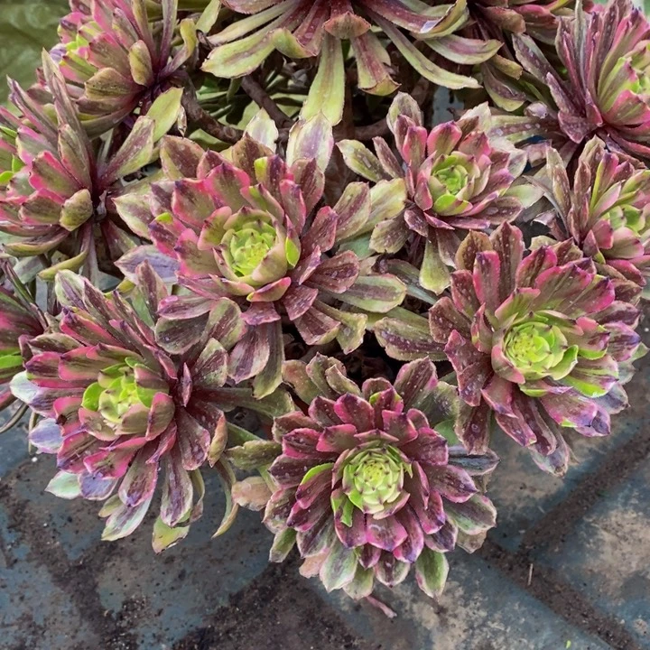 ?****?粉戴一颗多肉植物