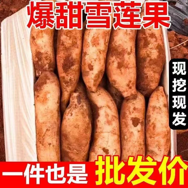 现挖云南天山雪莲果当季新鲜清甜脆嫩多汁水果