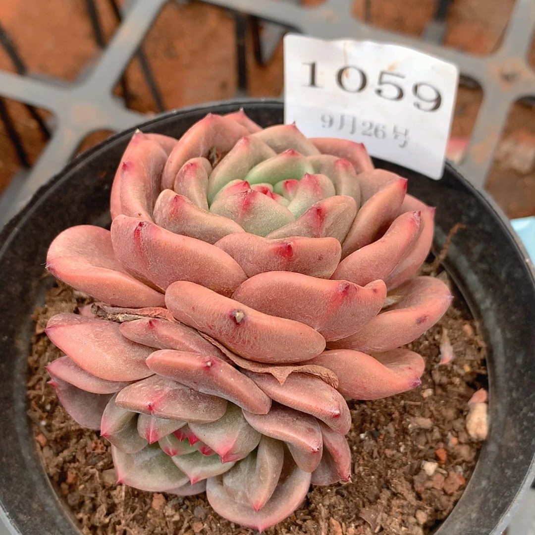 【闪购商品】云1059号