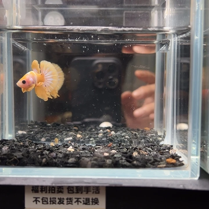 斗鱼竞拍跑单拉黑25日83