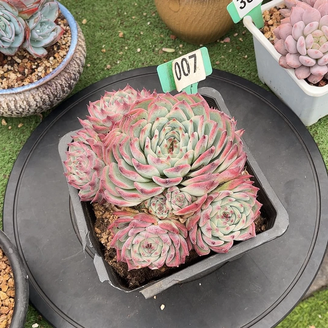 公***财吉娃娃多肉植物保护007