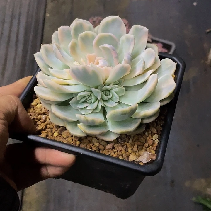 一物一拍一物一拍