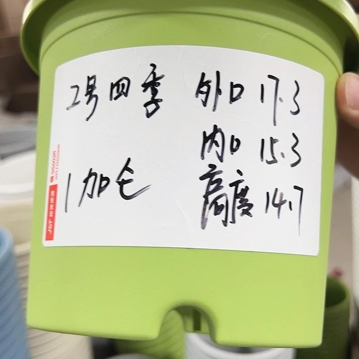 特价2号四季口17高14.7果绿无托10只