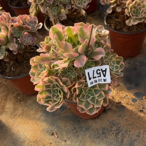 571香妃不包断枝