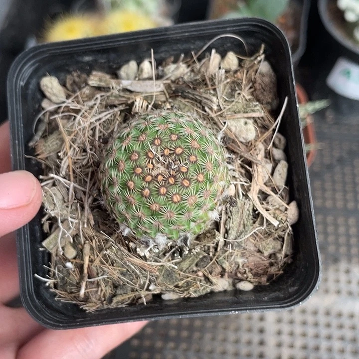 358仙人球开花植物