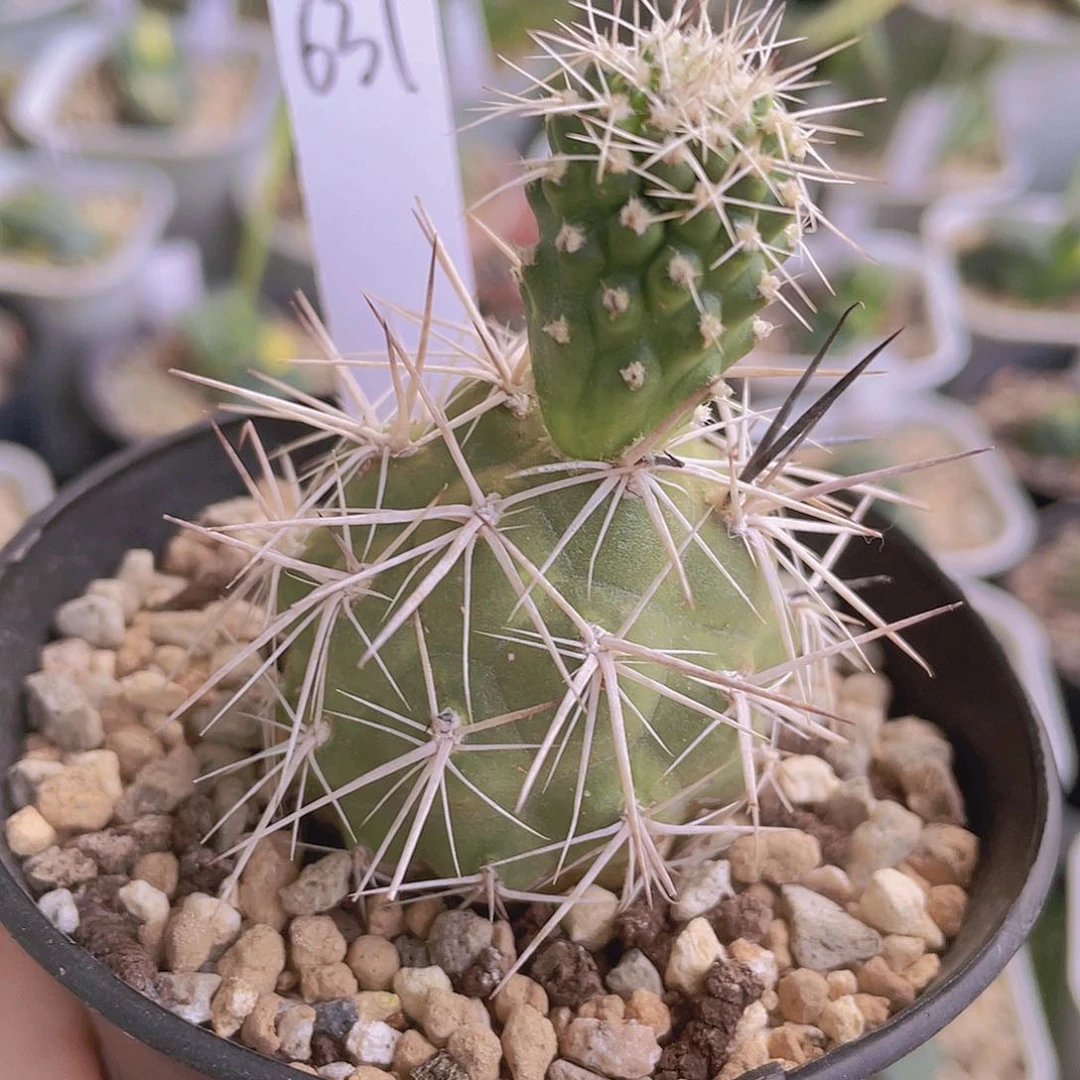 631号脱土发货111