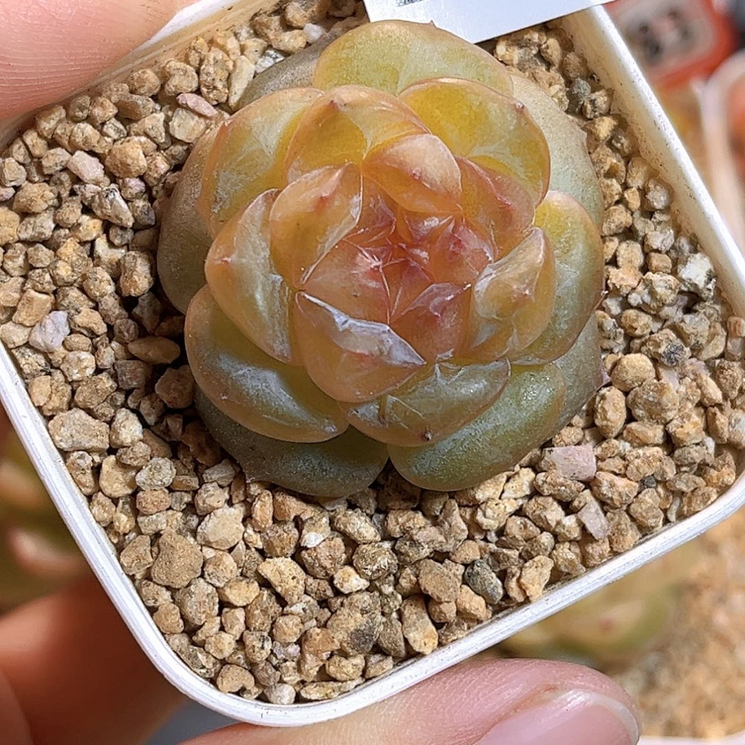 L****251一物一拍 精灵豆