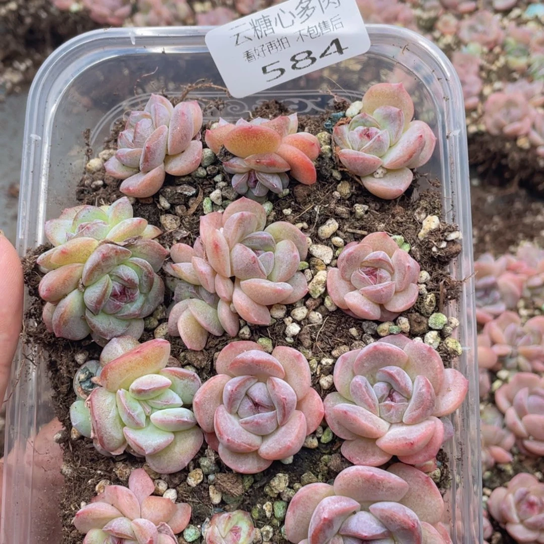 云糖心多肉植物584