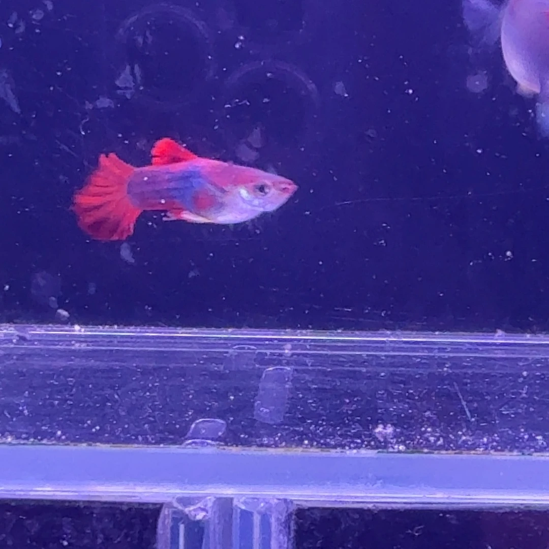 孔雀鱼折扇菊花帆1对