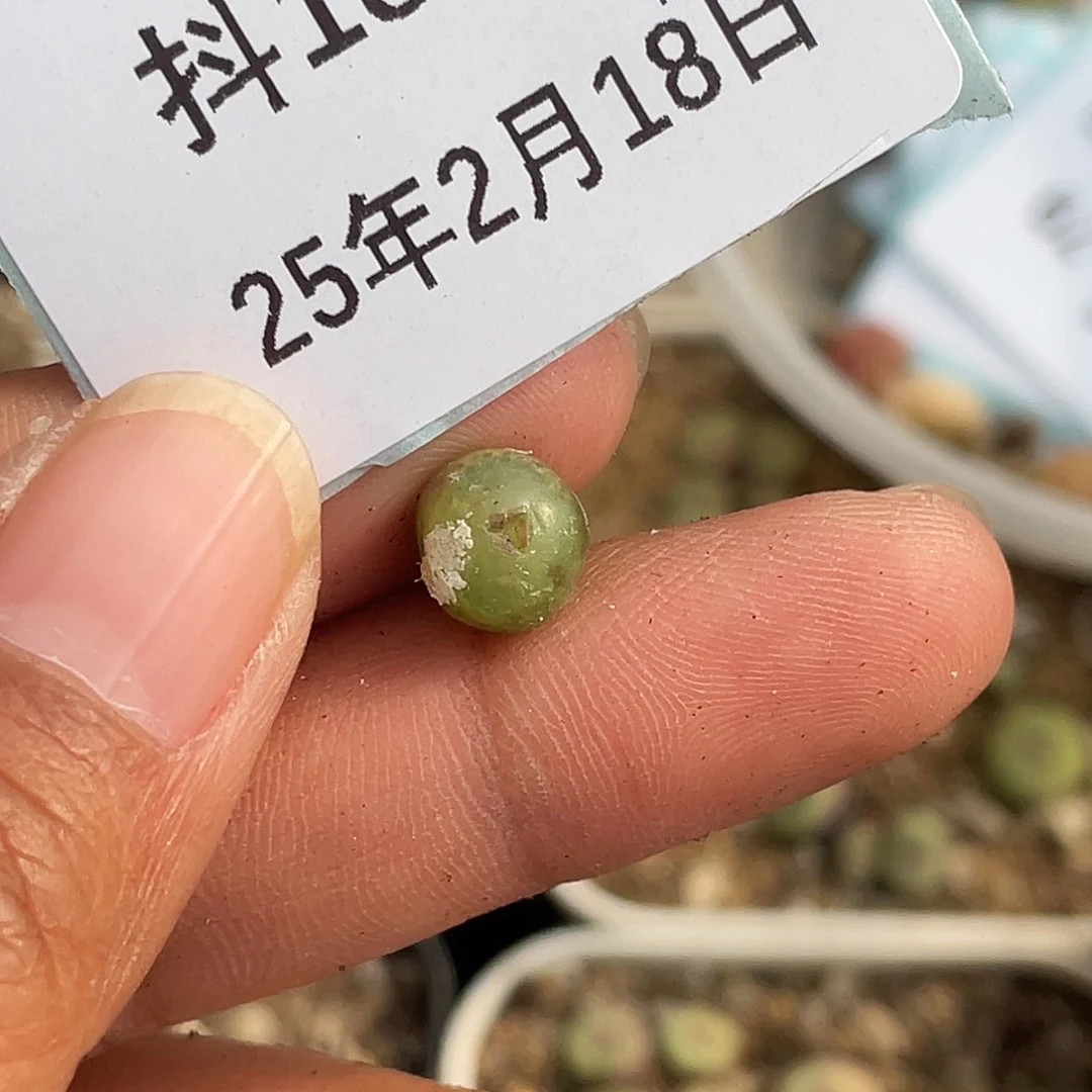 阿***啦18-78肉锥多肉植物