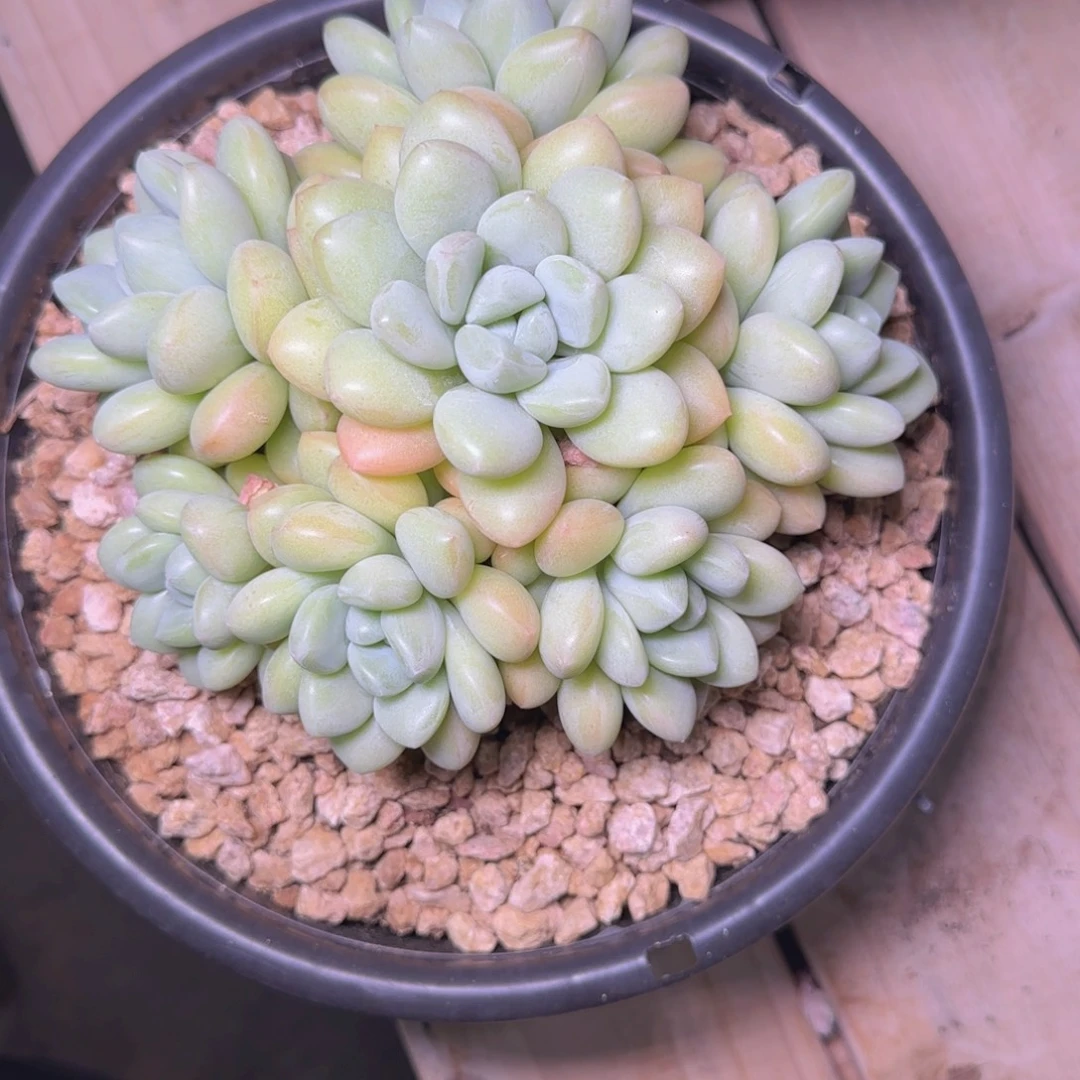 泡泡糖多肉植物多肉