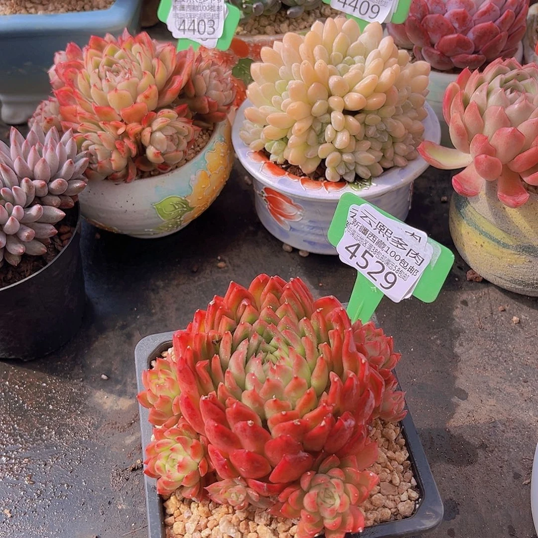4529东云多肉植物