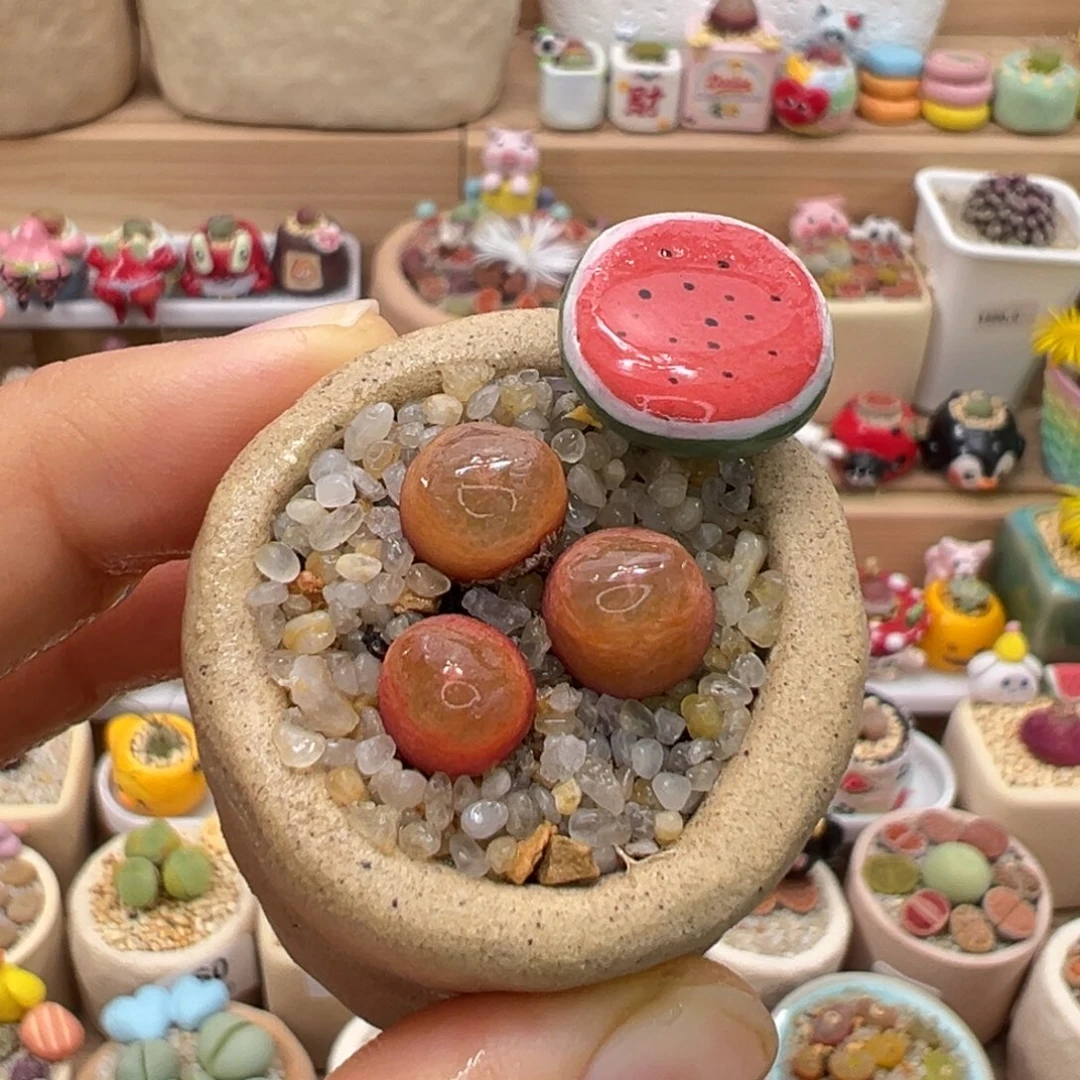 多肉植物98号超毛