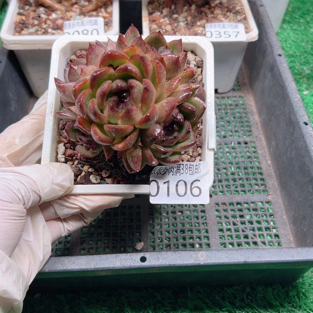 多肉一物一拍植物0106