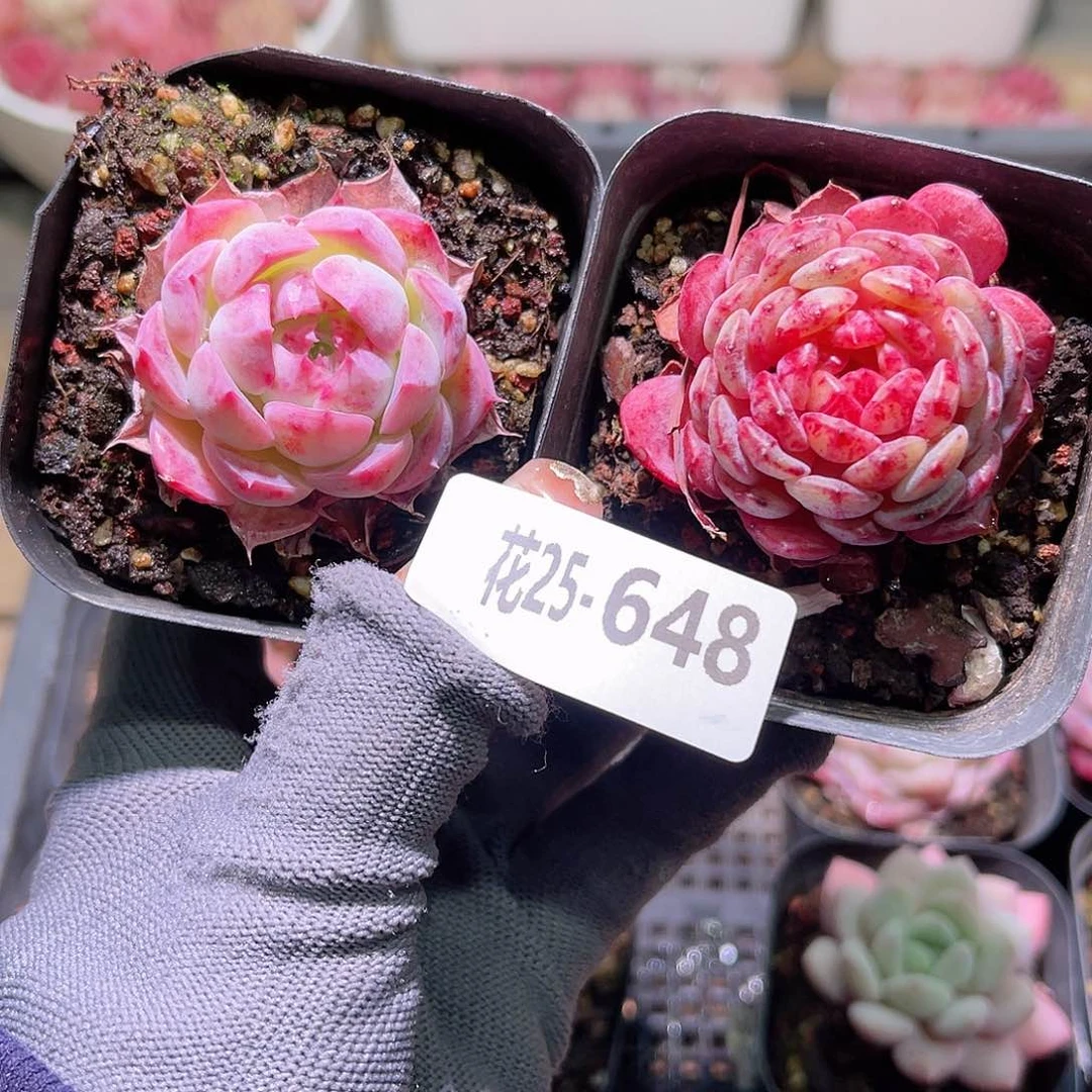 花25-648海棠花➕哈尼
