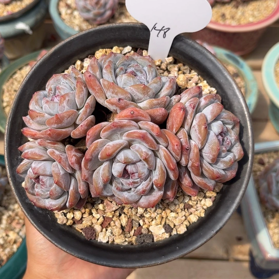 5头自然群哈哈哈哈哈哈