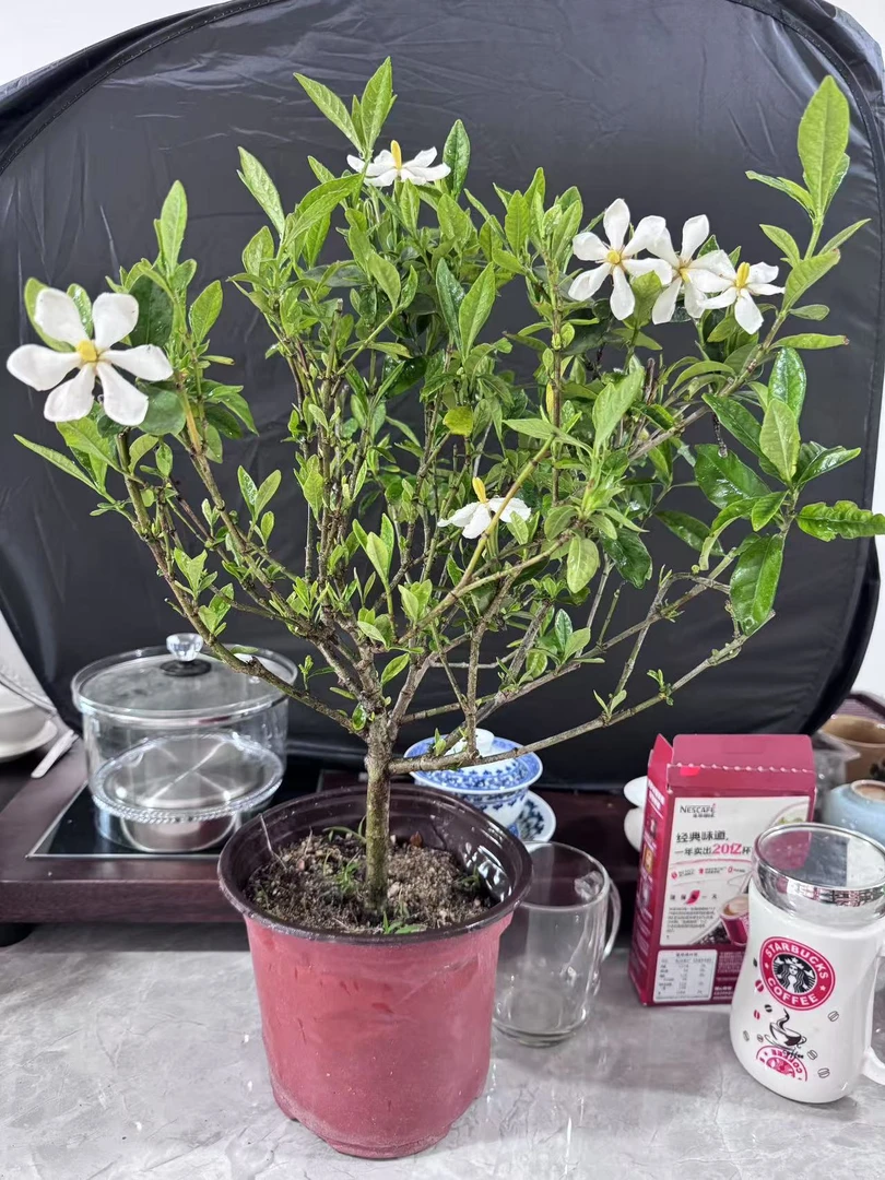 小叶栀子花，上盆2年左右，熟桩。