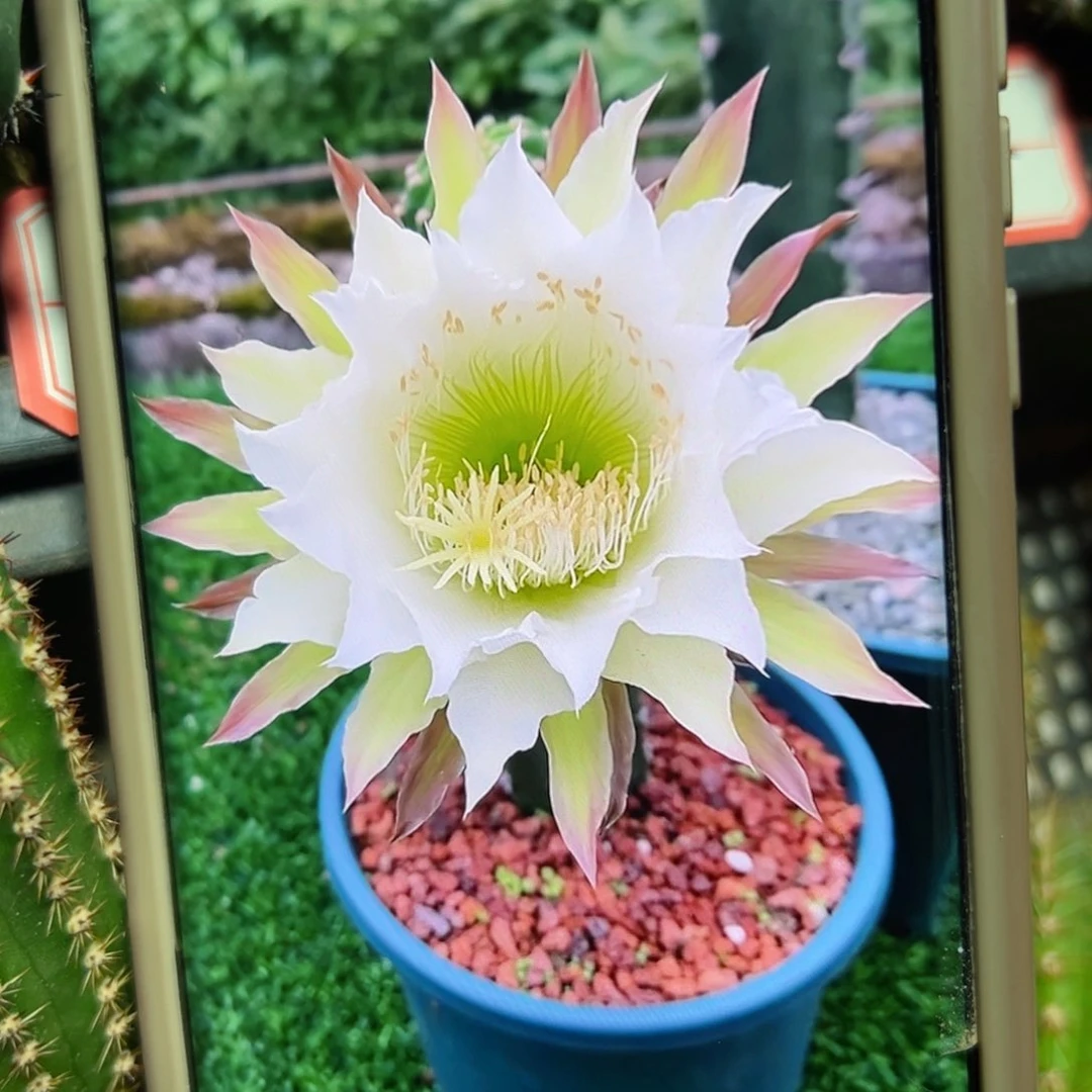 下1黑刺侧芽20公分左右班20包邮