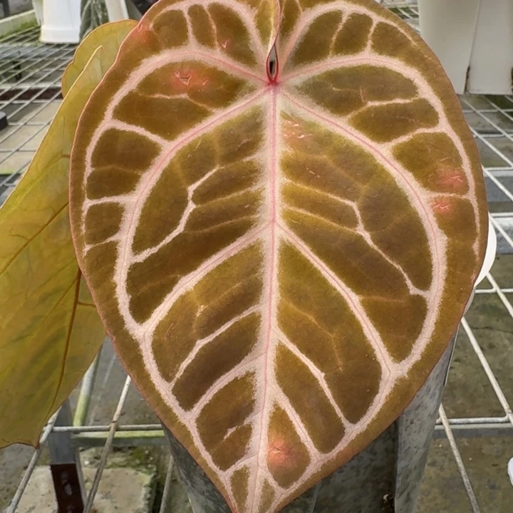 完全开放4号skg紫