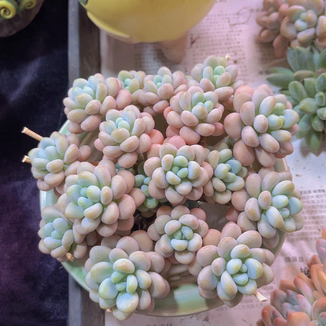 完全开放达芙妮多肉