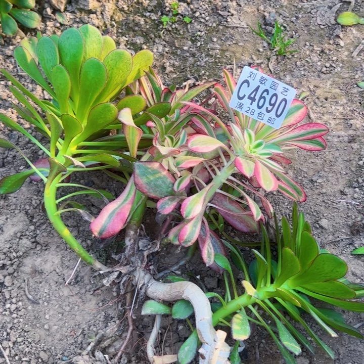 4690多肉植物法师法师
